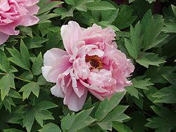 Põõsaspojeng Paeonia suffruticosa