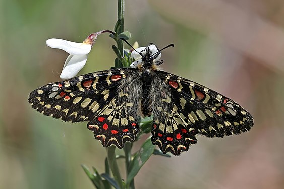 Spanish festoon by Charles J. Sharp