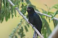 Square-tailed drongo-cuckoo