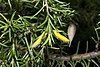 Persoonia hirsuta, Boree Track