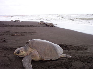 Refugio de vida silvestre Ostional Ubicado en Santa Cruz, con 320 ha terrestres y 3000 ha marítimas. Incluye la franja costera, desde Punta Guiones hasta Punta India (16 km). Protege los principales sitios de anidación del mundo de la tortuga lora (en la foto), que se concentran en números de hasta 200 000 individuos en época de desove.