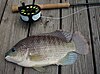 Blue Tilapia (Oreochromis aureus)