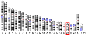 Chromosome 20 (human)