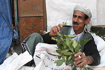 Homme mâchant du khat à Sanaa (Yémen). (définition réelle 3 504 × 2 336)