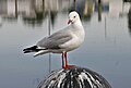 Perlegrå måge Chroicocephalus novaehollandiae i Victoria, Australia