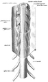 Kičmena moćždina sa tvrdom ovojnicom, na izlazu nerva
