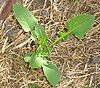 Sow thistle