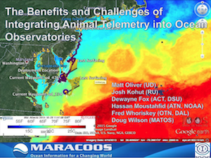 The Benefits and Challenges of Integrating Animal Telemetry into Ocean Observatories