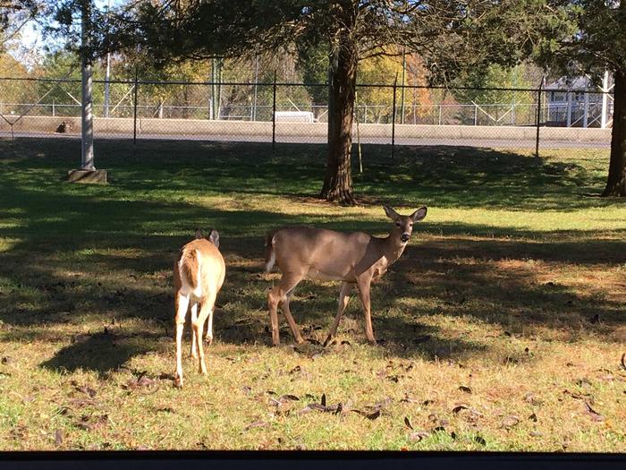 Kendall resident deerKendall campground resident deer