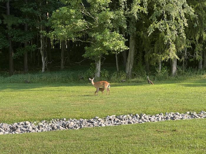 A photo of facility KENDALL CAMPGROUND with Shade