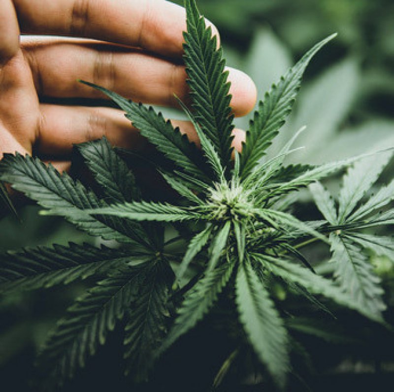 Cannabis, Foto: cendeced/stock.adobe.com