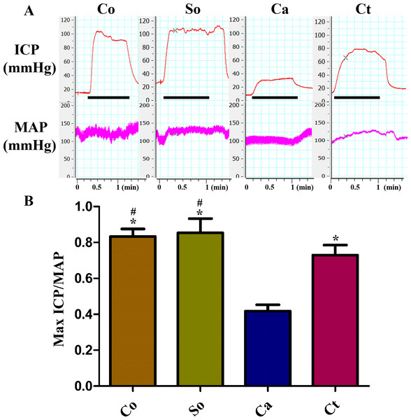 Testosterone treatment increased the Max ICP/MAP during electrical stimulation of the cavernous nerve (5 V, 15 Hz, 1 min).