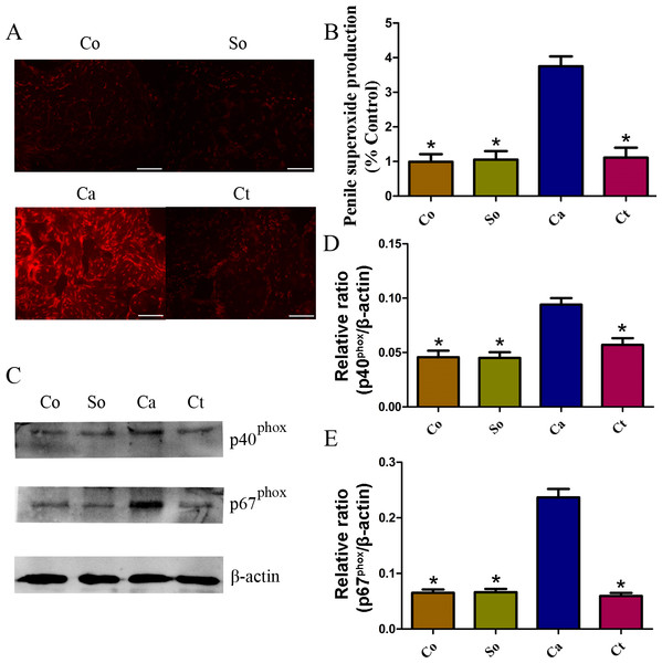 Testosterone-induced changes in ROS and protein expression.