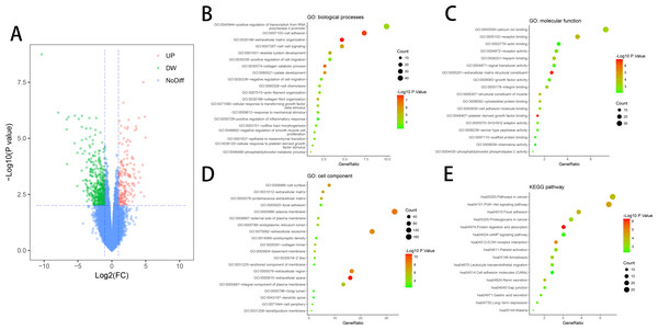 DEGs in ED and GO & KEGG pathway enrichment analysis of DEGs.