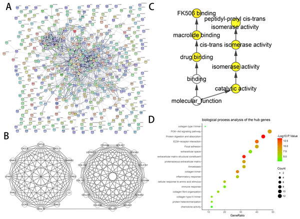 PPI network and the most significant module of DEGs.