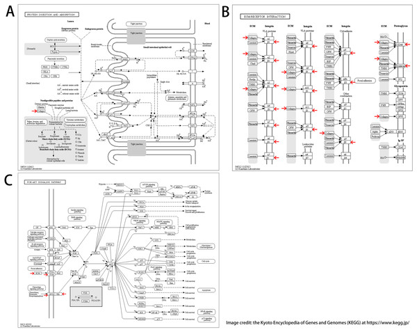 KEGG pathway enrichment analysis of hub DEGs.