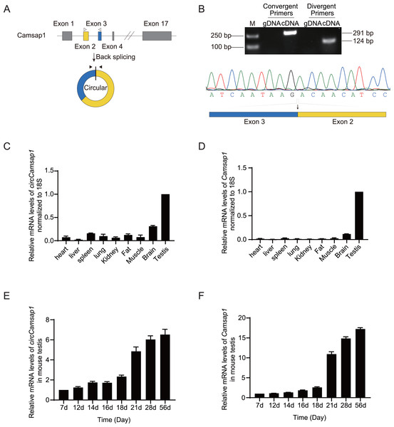 The expression of circCamsap1 in mice.