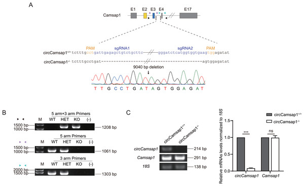 The generation of circCamsap1−/− mice.