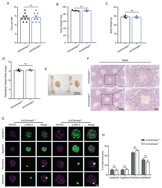 circCamsap1−/− mice have normal spermatogenic and meiotic processes.