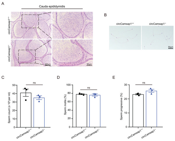 Spermatozoa appear normal in circCamsap1−/− mice.