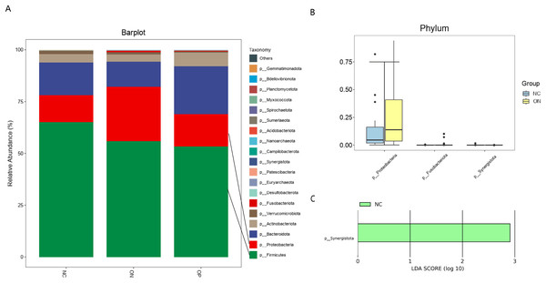 Bacterial community abundance at phylum level of each group.