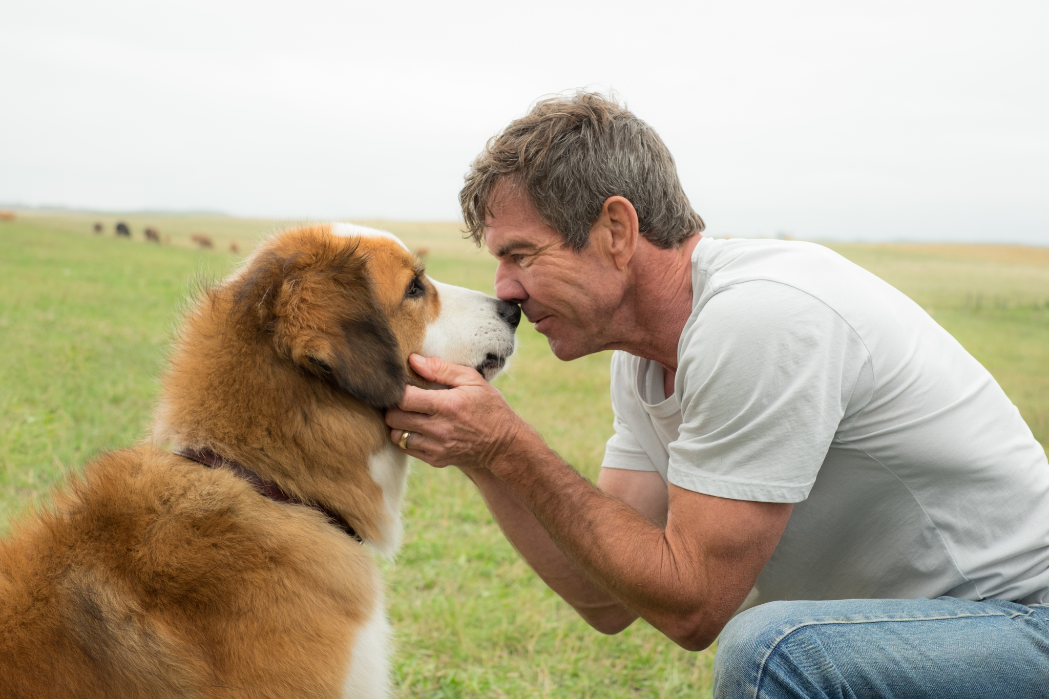 Dennis Quaid in A Dog's Purpose (2017)