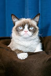 Primary photo for Grumpy Cat