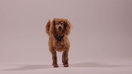 Official trailer for stop-motion animated short film, "This is a Dog". A new look at an old friend.