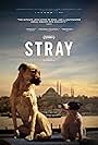 Stray (2020)