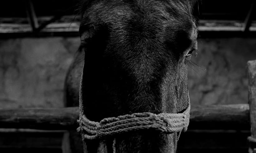 Ricsi in The Turin Horse (2011)