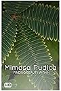 Mimosa Pudica (2010)