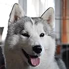 Cosmo The Siberian Husky