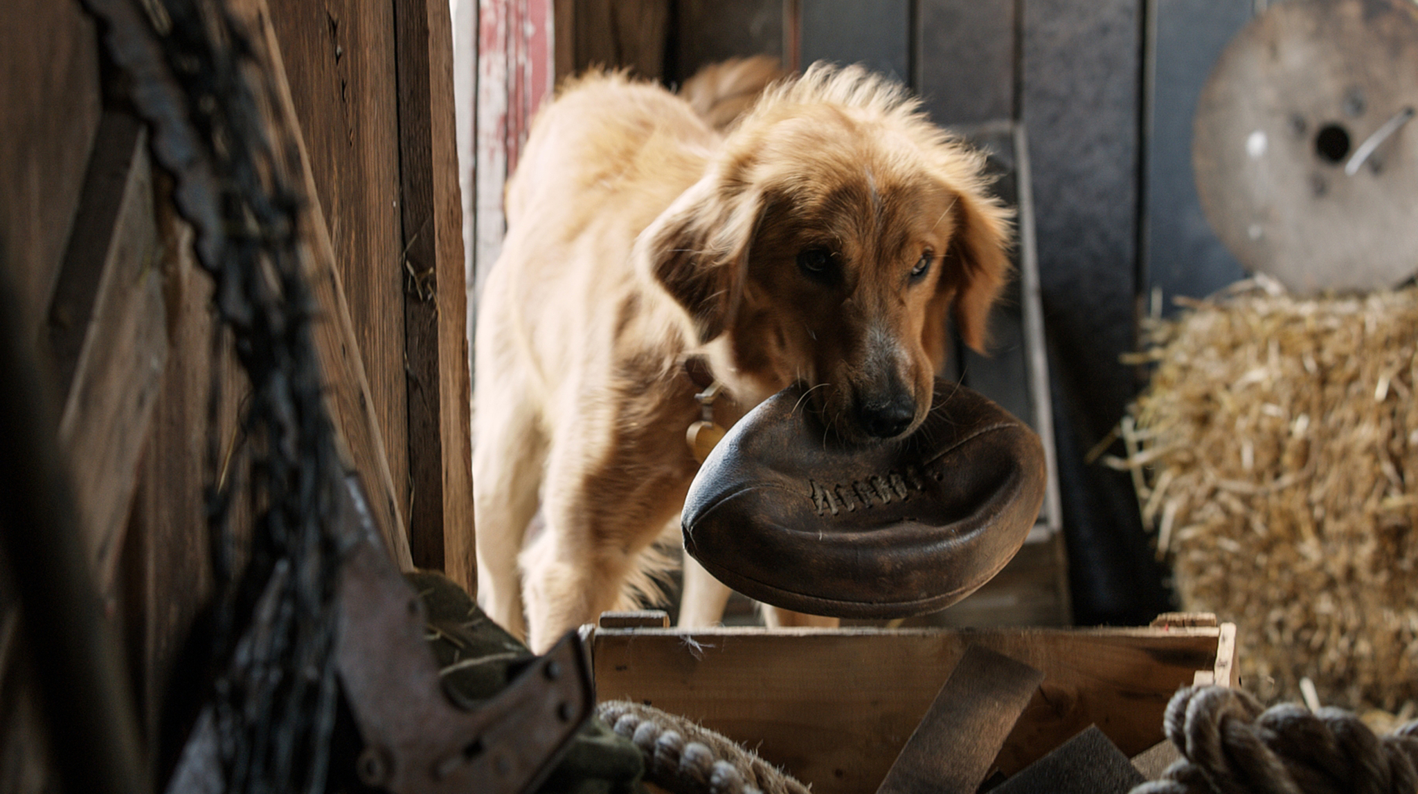 Josh Gad in A Dog's Purpose (2017)