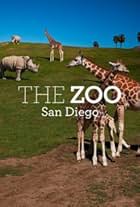 The Zoo: San Diego