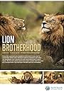 Lion Brotherhood (2013)