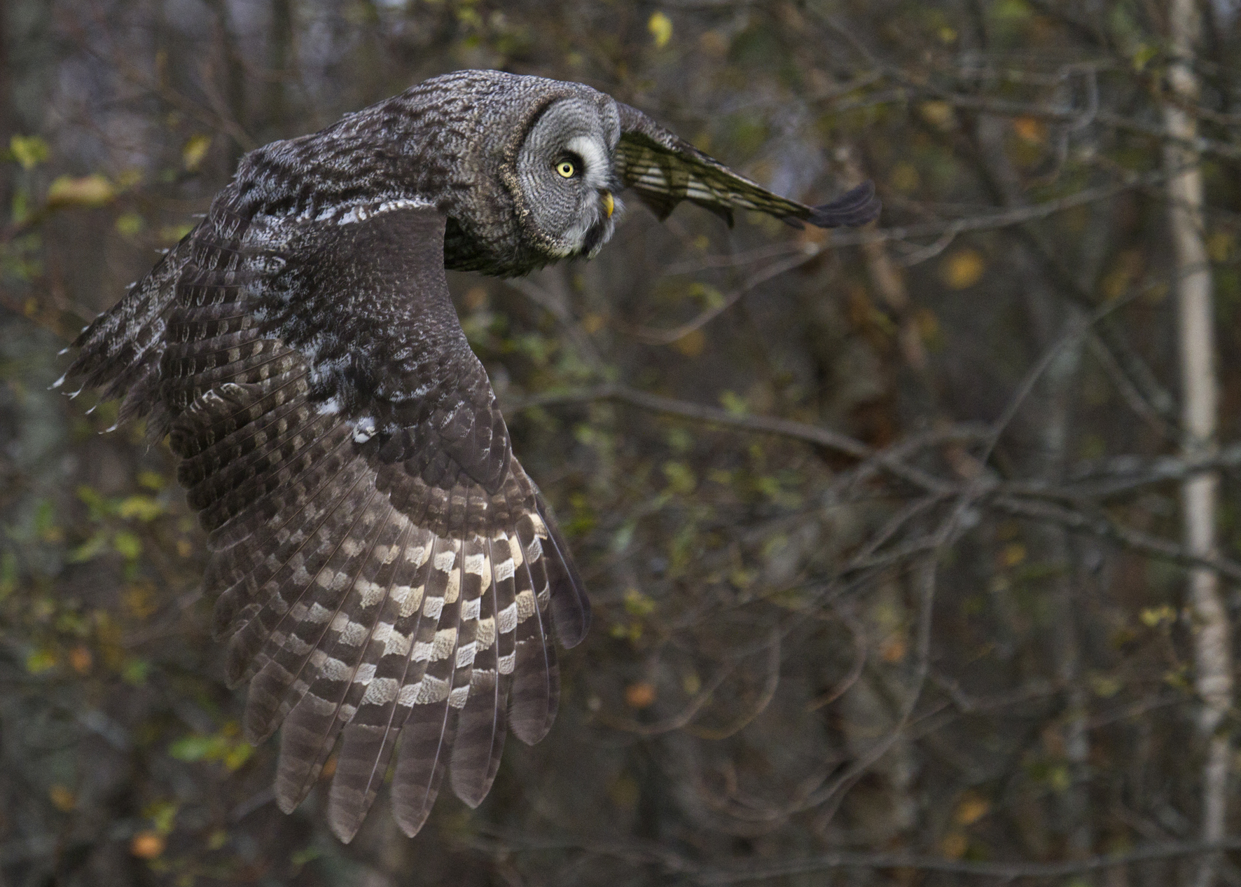 Tale of a Forest (2012)