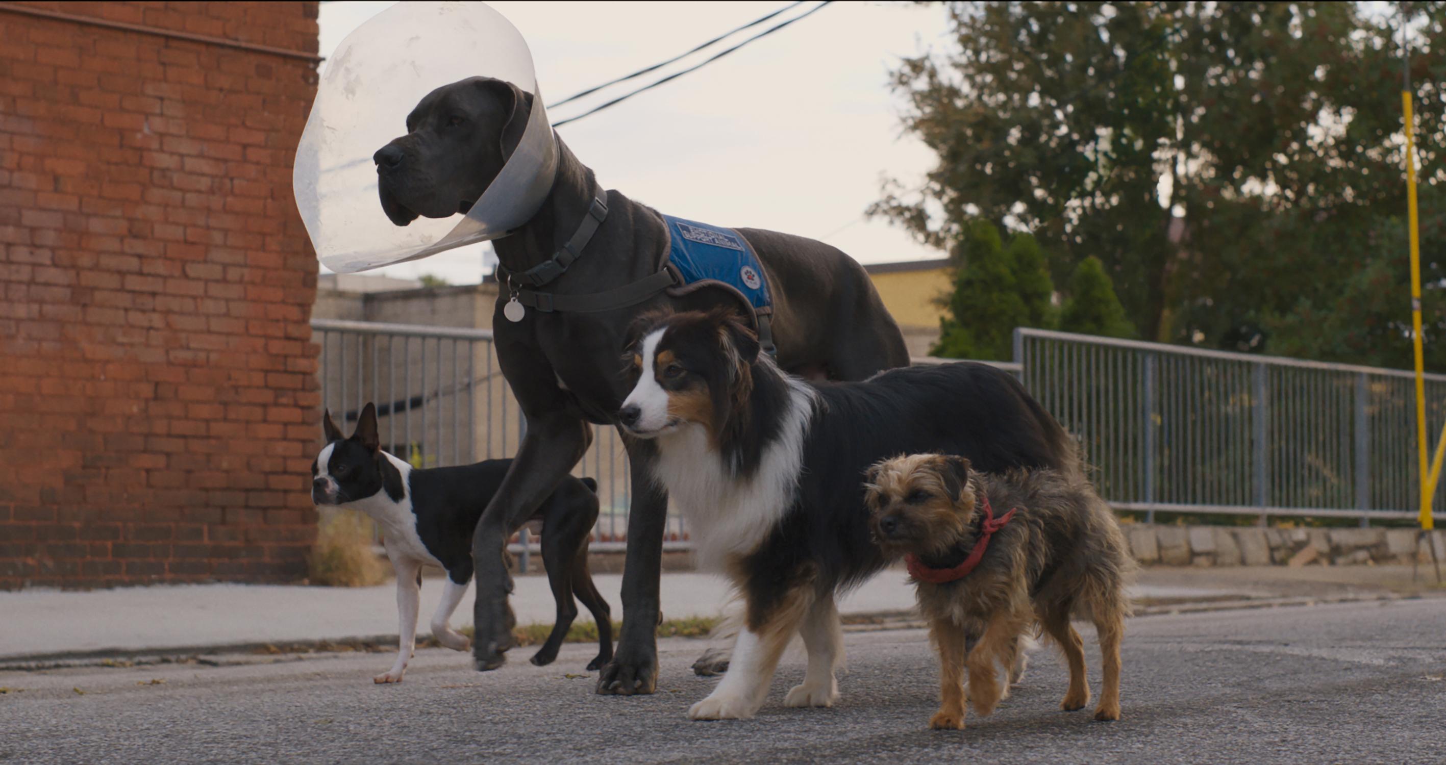 Will Ferrell, Jamie Foxx, Isla Fisher, and Randall Park in Strays (2023)