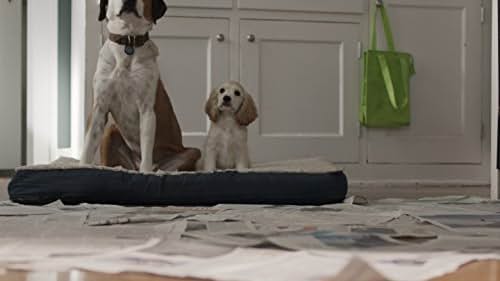 Ned the Dog and Mr. Likkel in Downward Dog (2017)