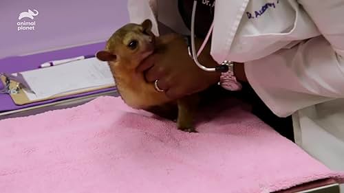 The Vet Life: Two Exotic Pets Get Expert Treatment From Dr. Ross