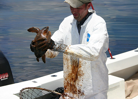 NOAA veterinarian holding an oiled sea turtle.