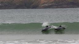 Dolphins Playing in the Breaking Wave