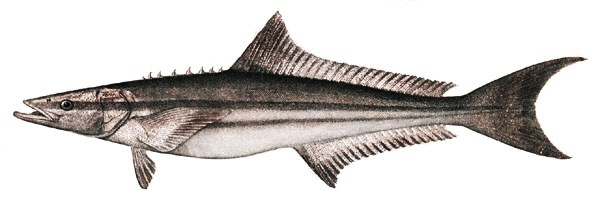 File:Cobia.jpg