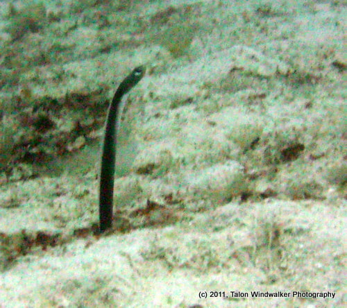 File:Garden Eel (19139651).jpeg