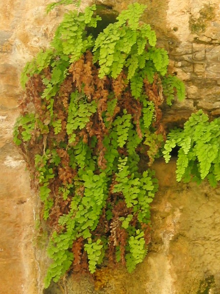 File:Adiantum01 ST 06.JPG