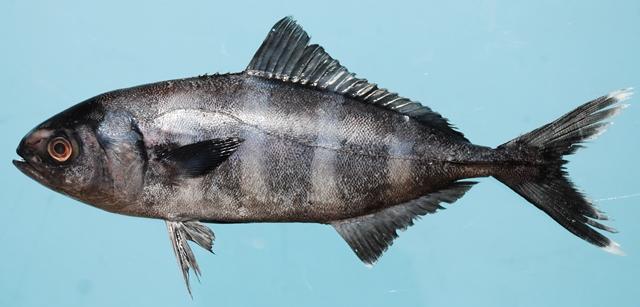 File:Pilot fish, India.jpg