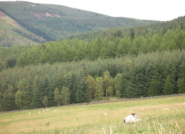 File:Sheep, Elibank Forest - geograph.org.uk - 534972.jpg