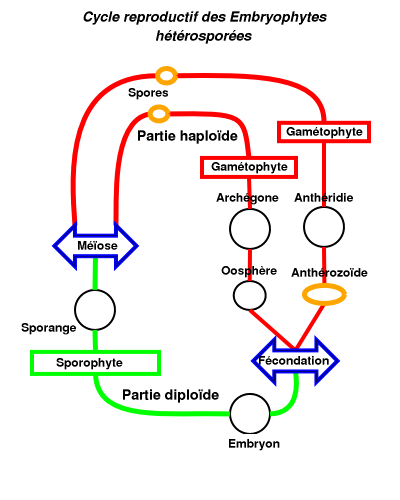 File:Bryophyte.png