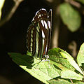 コミスジ Neptis sappho intermedia