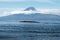 Blue Whale at the Azores