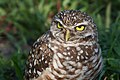 57 Burrowing Owl 4212 uploaded by Dori, nominated by Dori